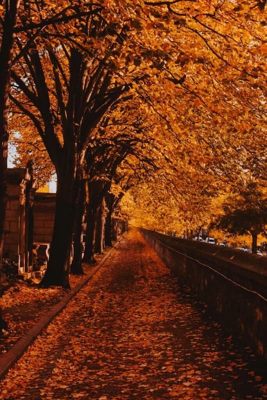 Rangée d'arbres avec des feuilles mortes au sol